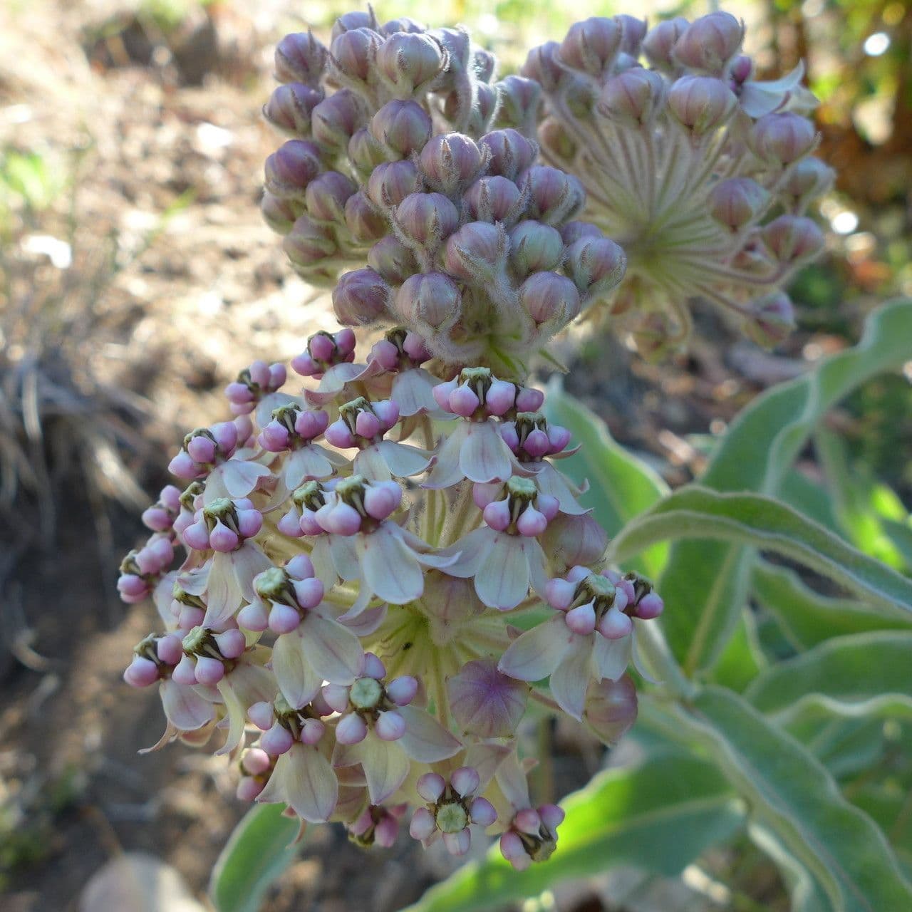 Asclepias 4