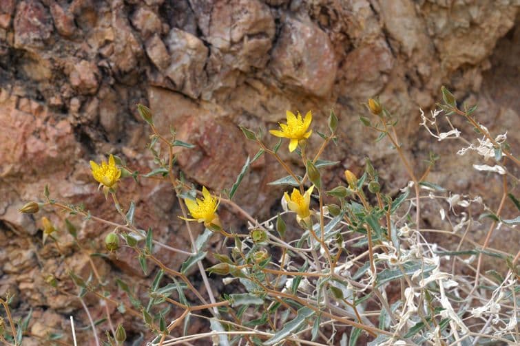 Mentzelia 6