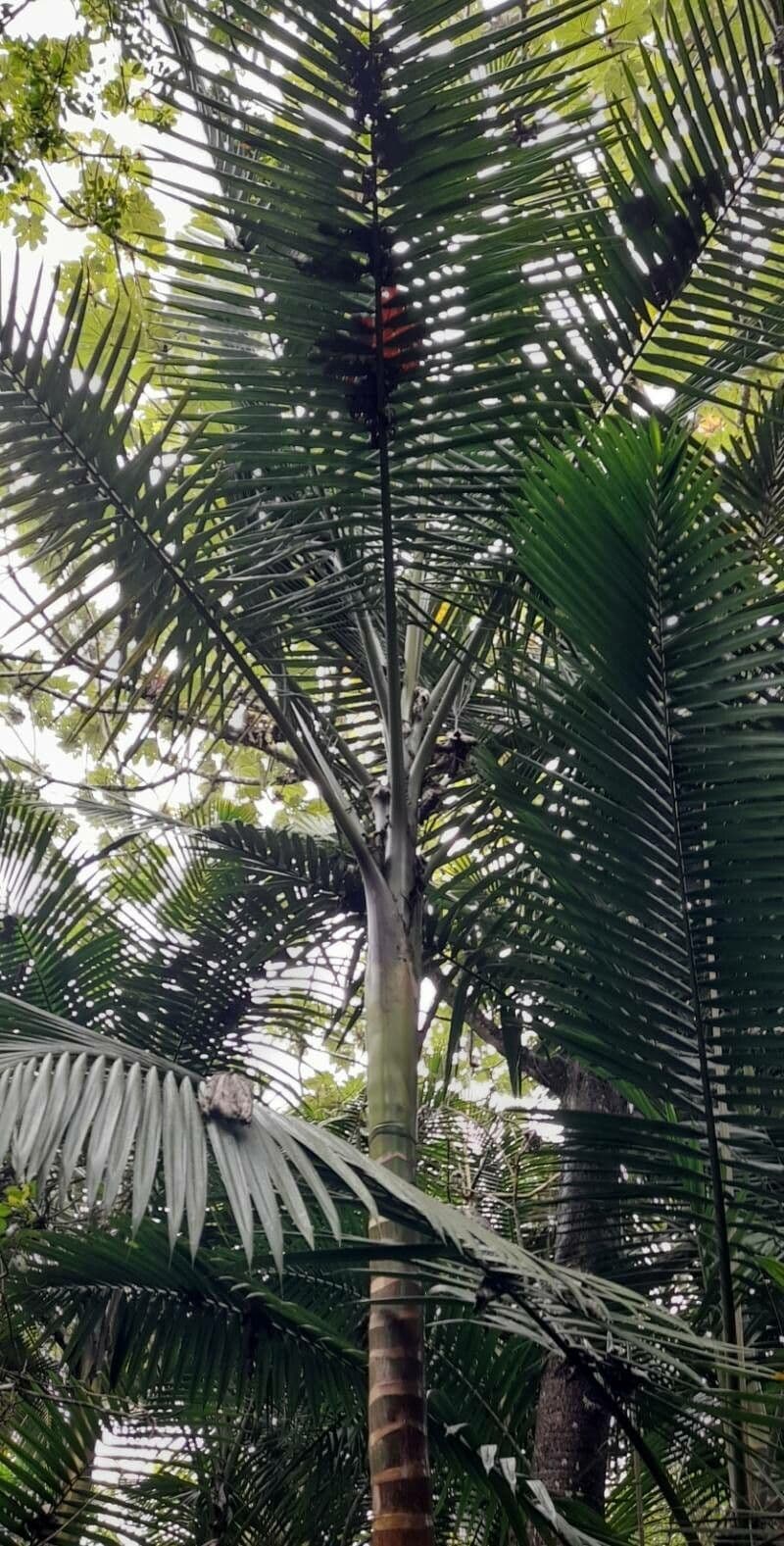 Manaca