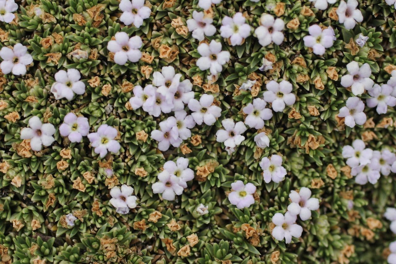 Junellia