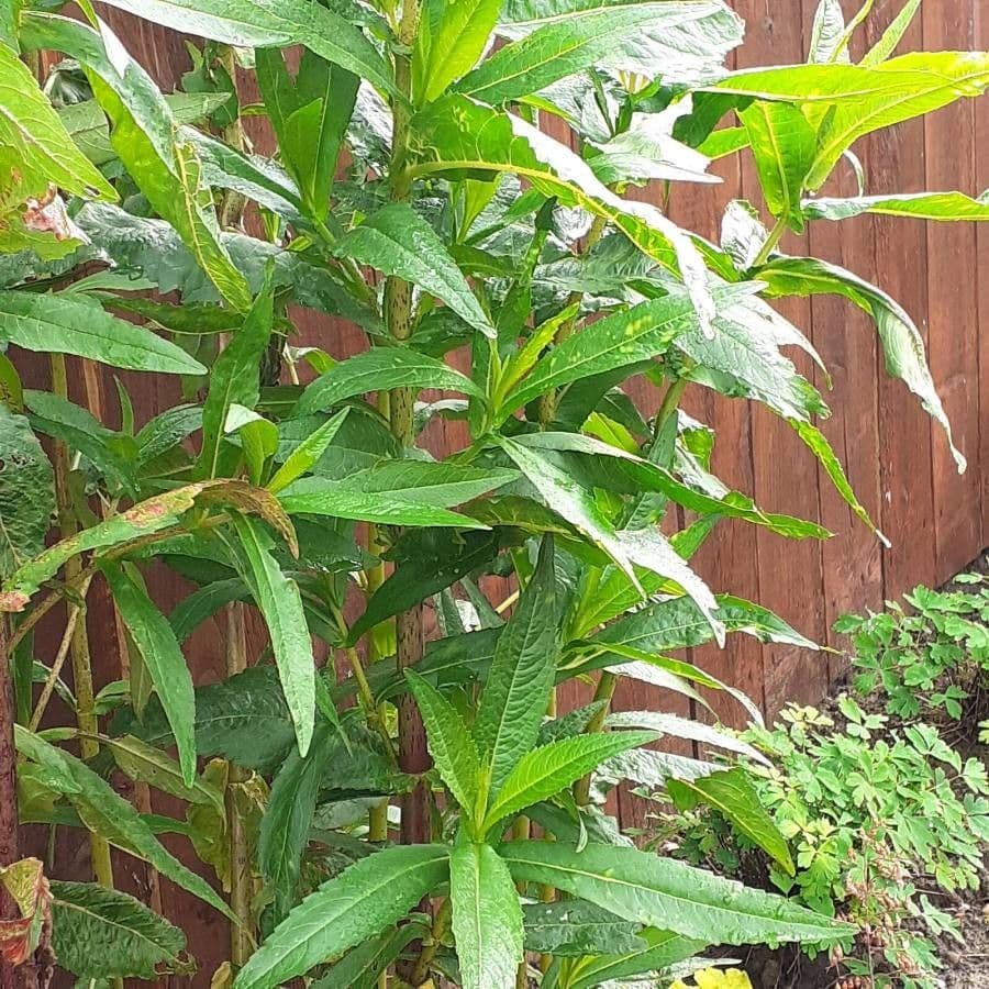 Bidens aurea 16