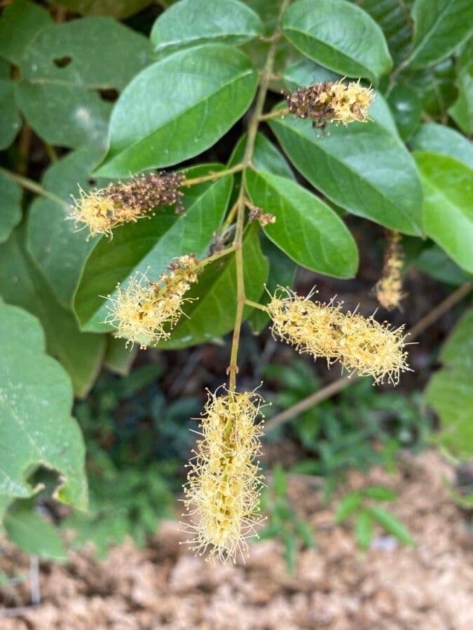 Combretum lasco 2