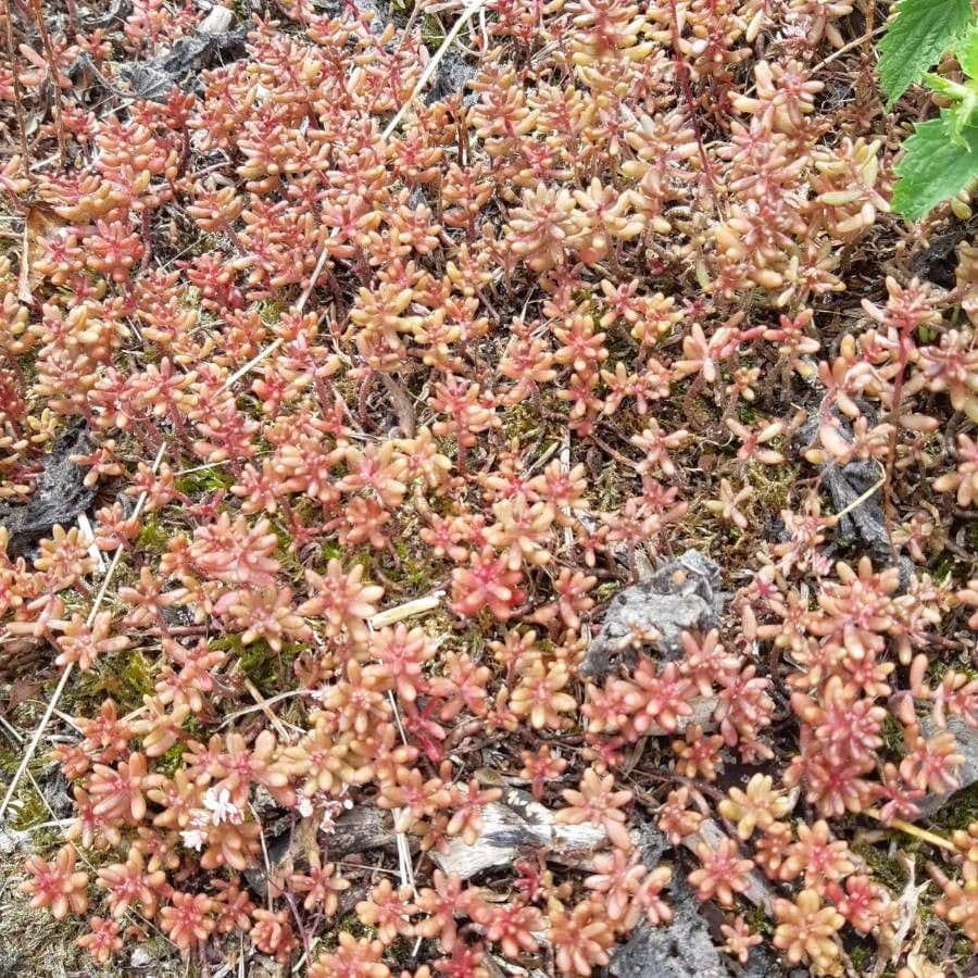 Borracina cerulea 19