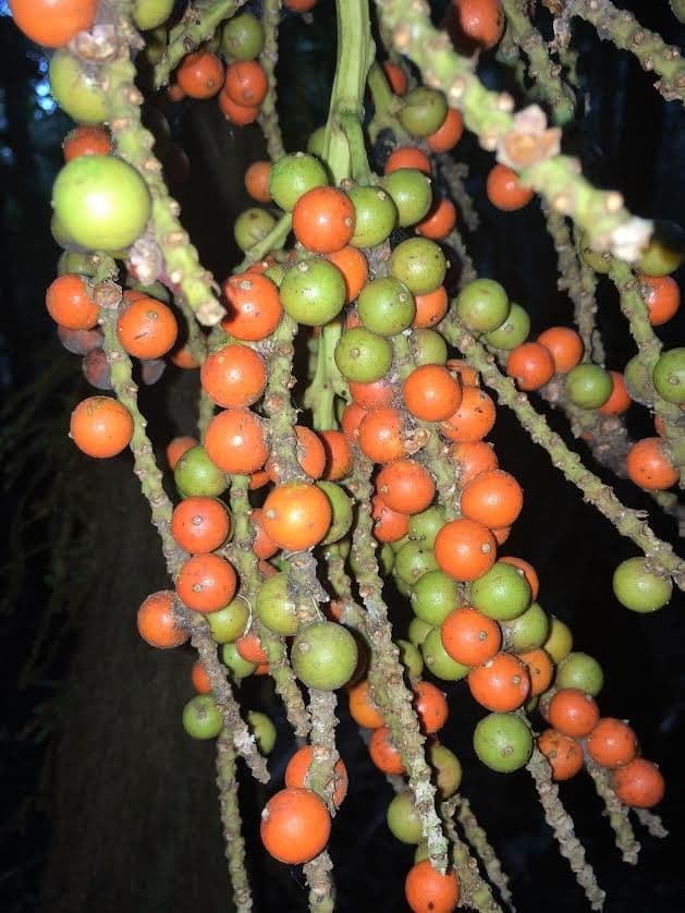 Cyphosperma
