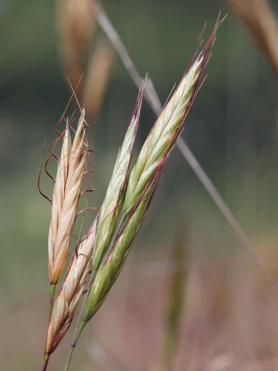 Brome lancéolé 4