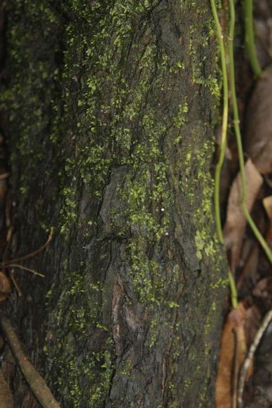 Sideroxylon sessiliflorum 6