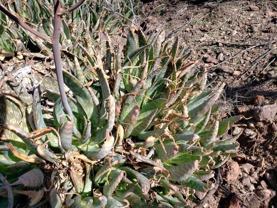 Aloe