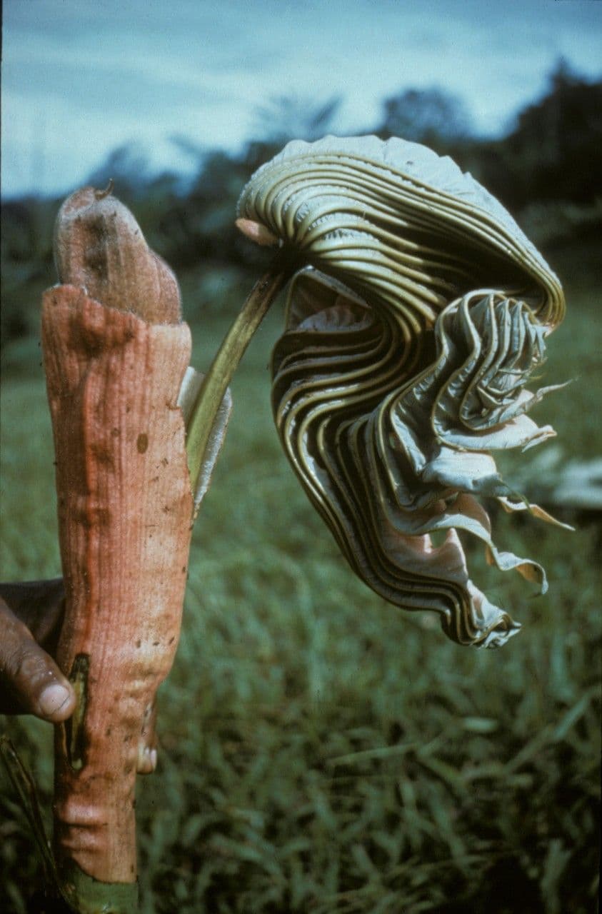 Musanga cecropioides 2