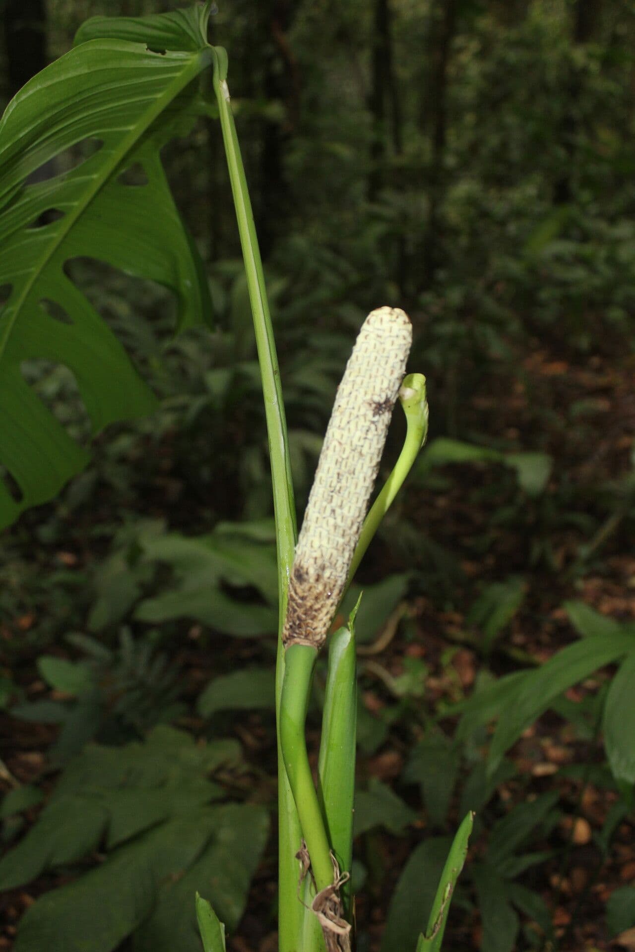 Berg-Monstera 8