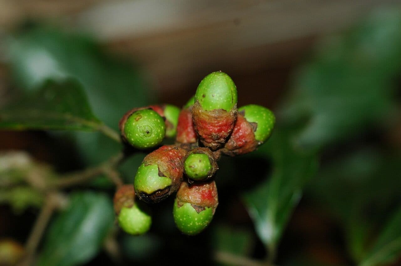 Ocotea 3