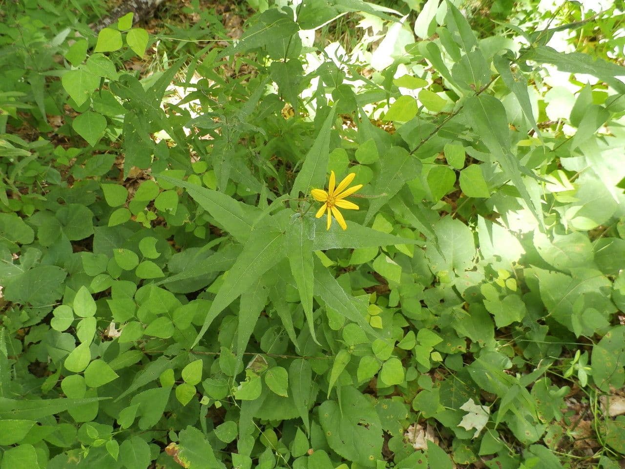 Girasole divaricato 9