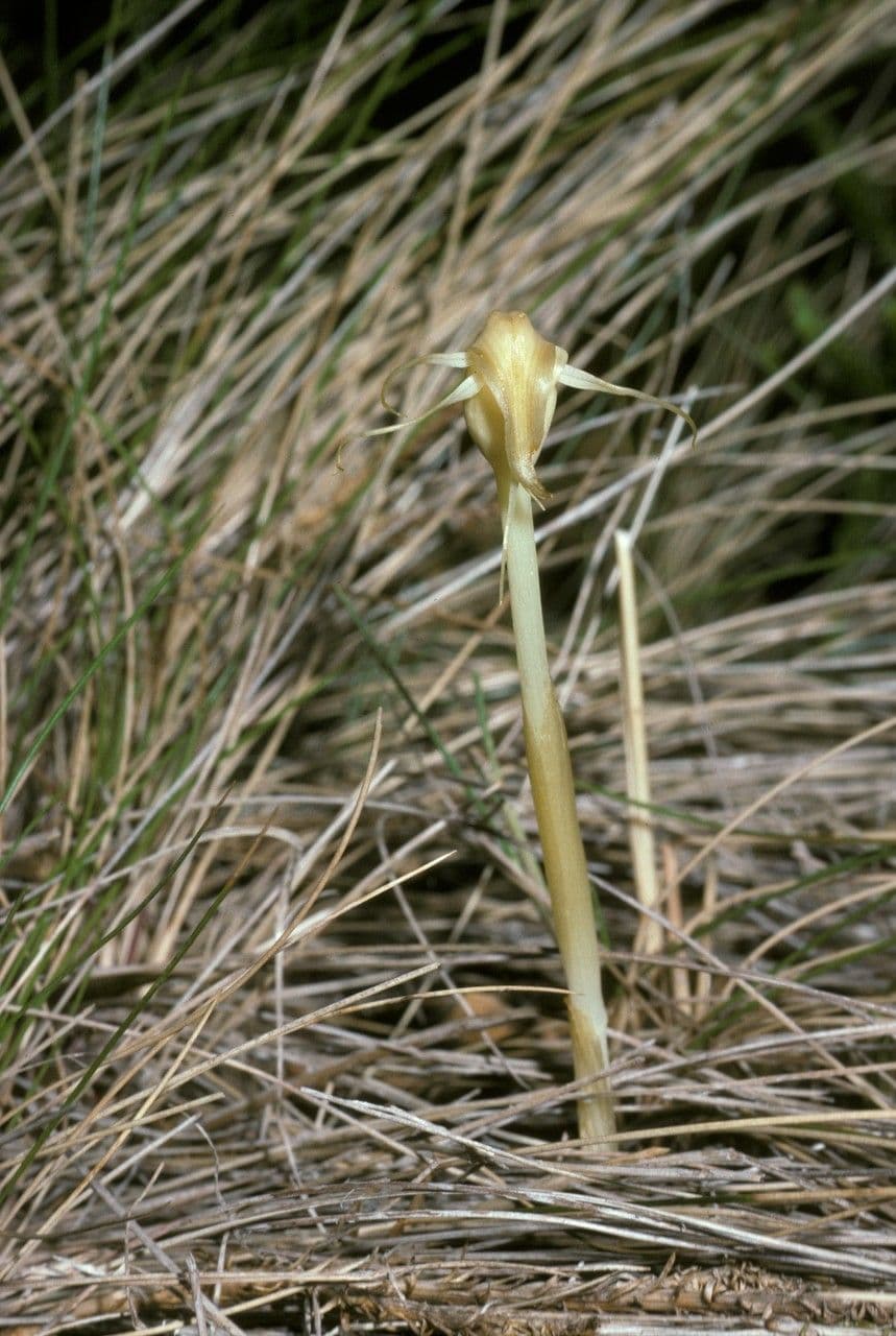 Arachnitis uniflora 4