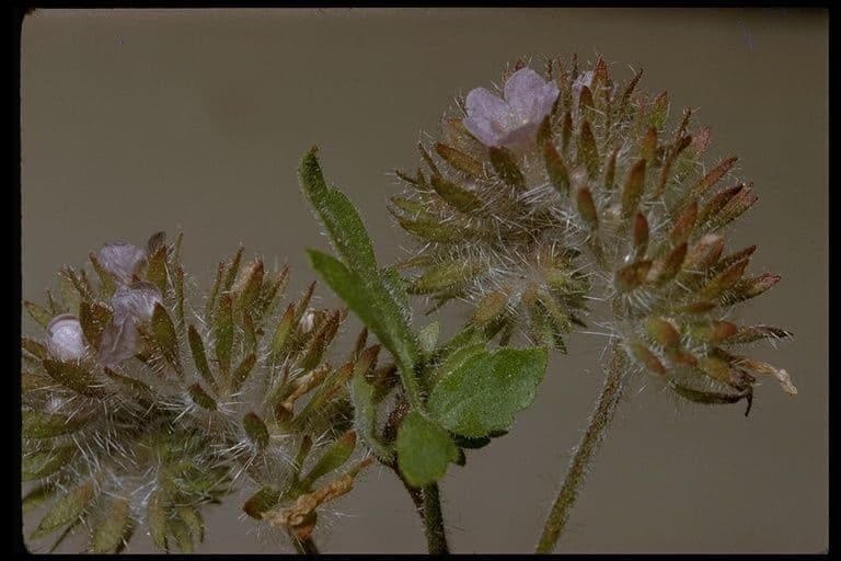 Fascelia 5