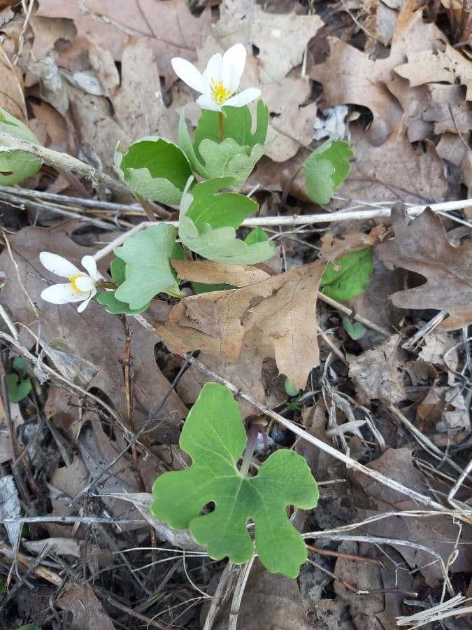 Sanguinaria 13