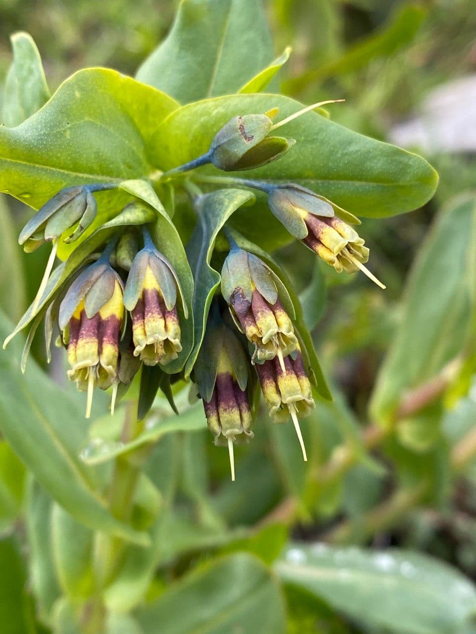 Cerinthe liscia 10