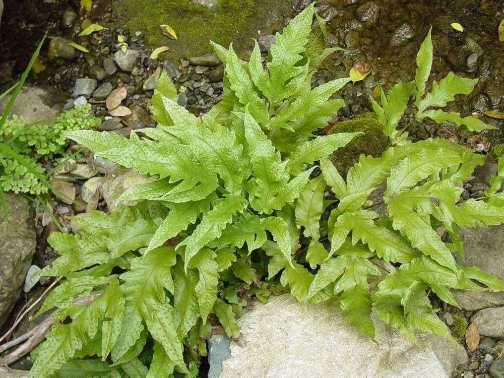 Tectaria heracleifolia 3