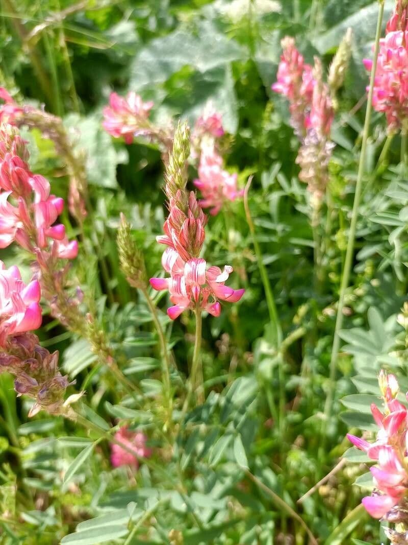 Onobrychis supina 4