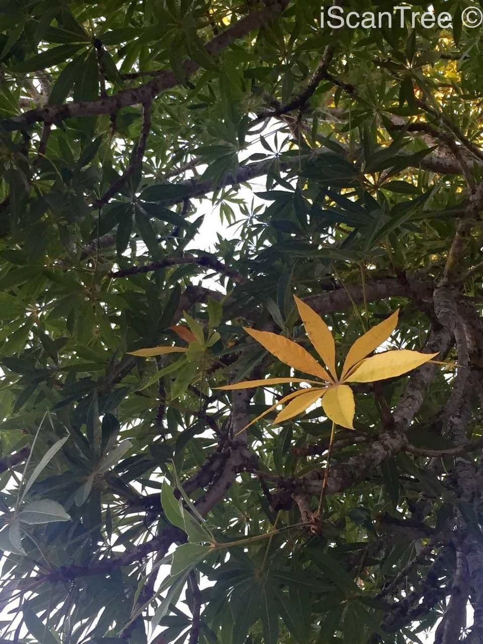 Sterculia 12