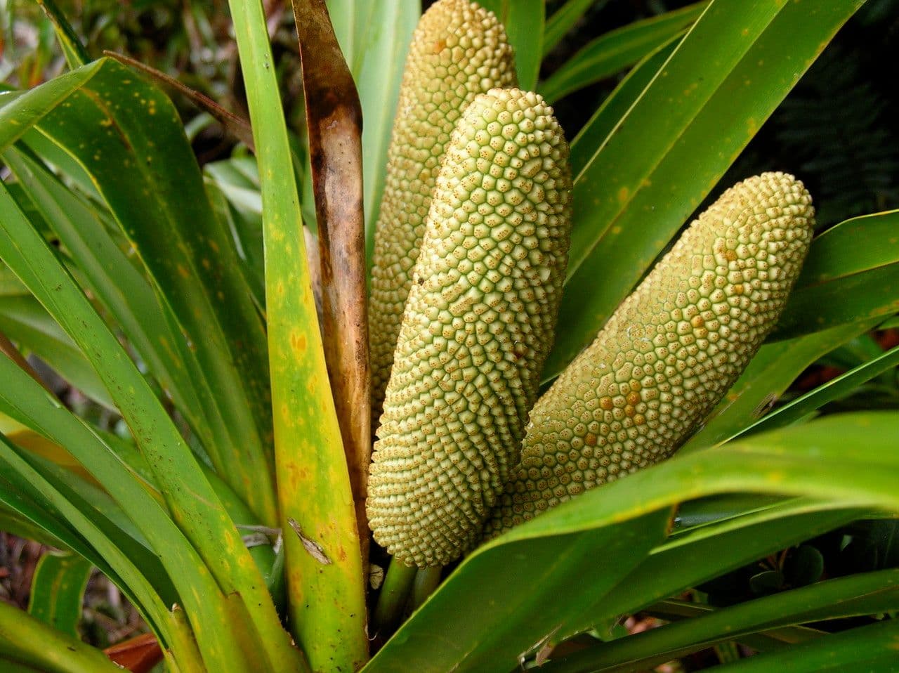 Freycinetia 19