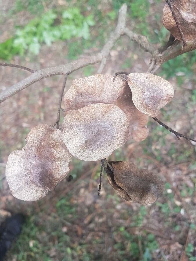 Pterocarpus 2