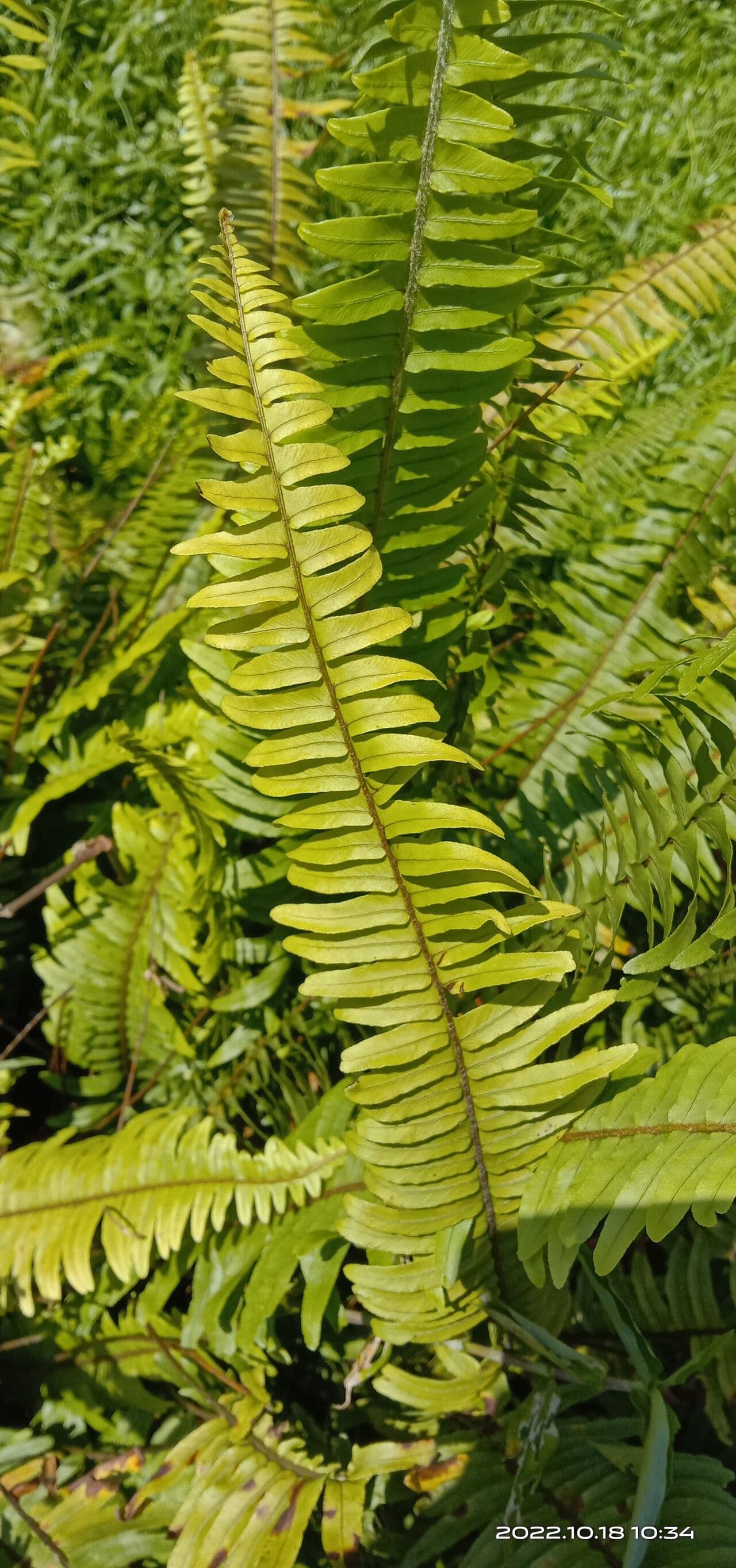 Nephrolepis bruno 5