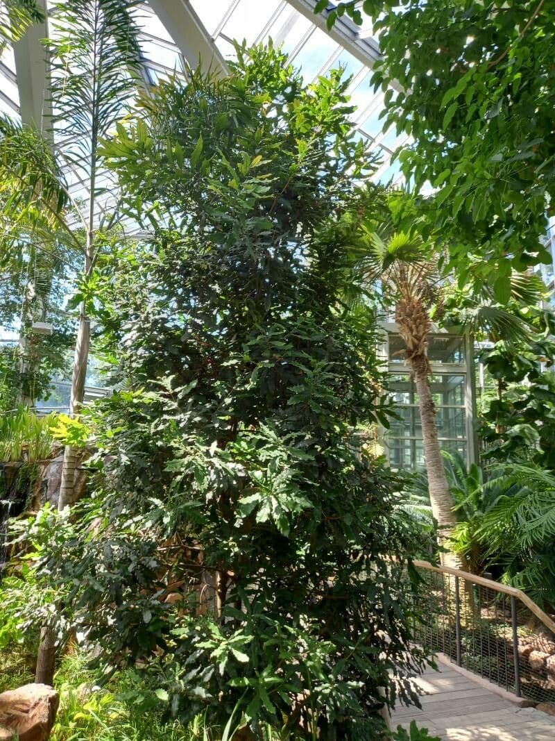Macadamianuss 8
