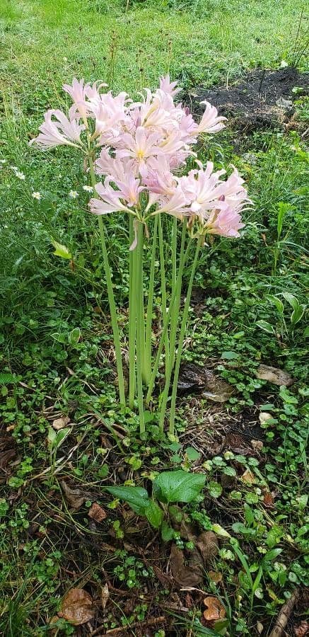 Lycoris 11