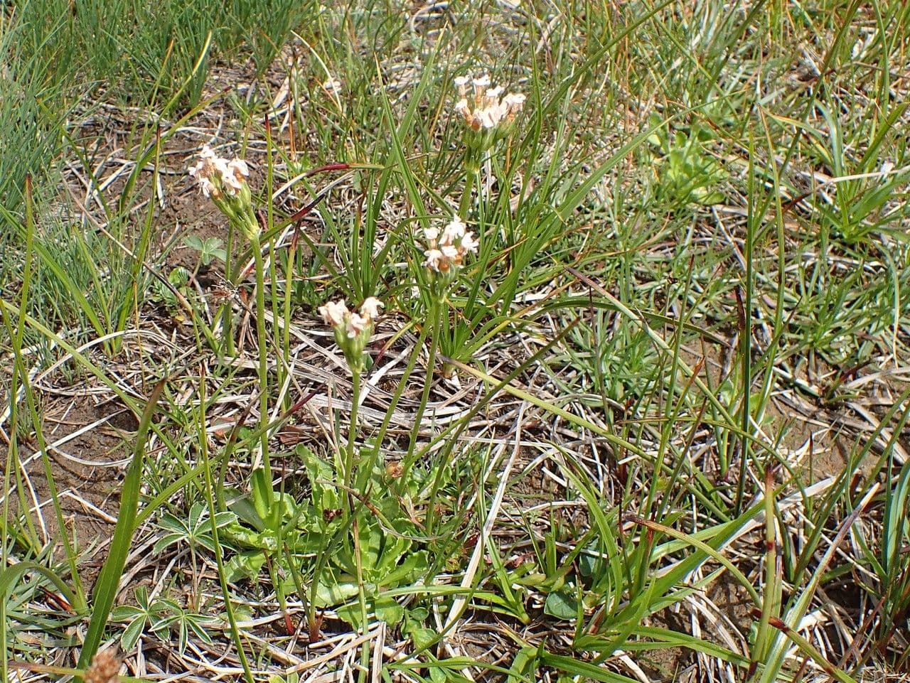 Primula farinosa 11