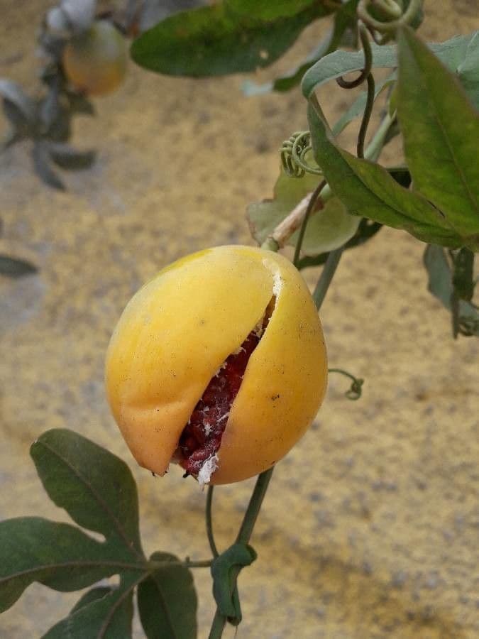 Passiflora azzurra 5