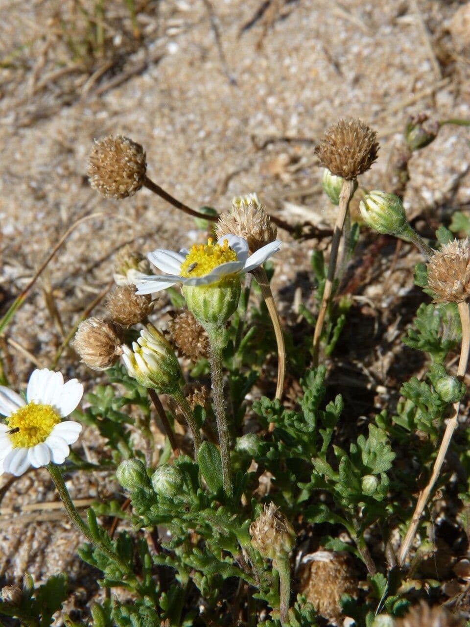 Camomilla marittima 30