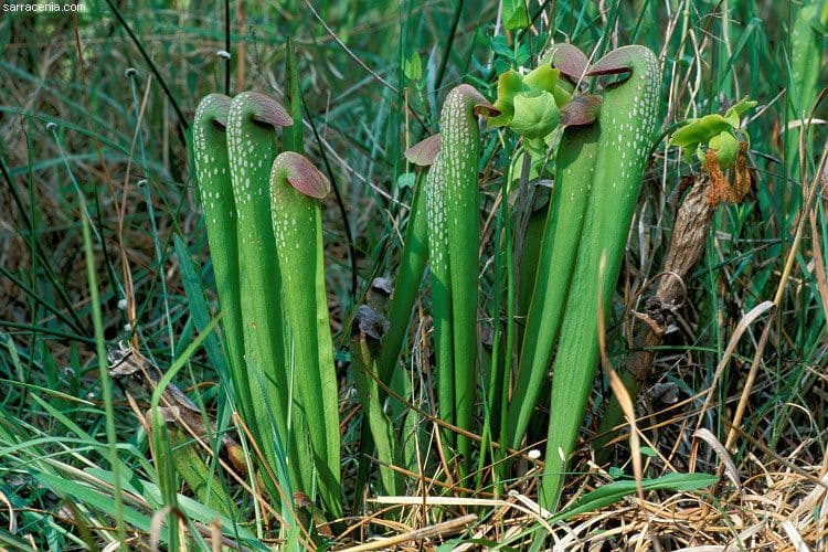 Sarracenia minore 11