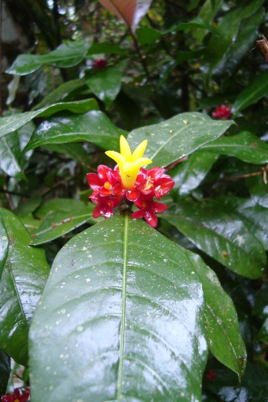 Psychotria 3