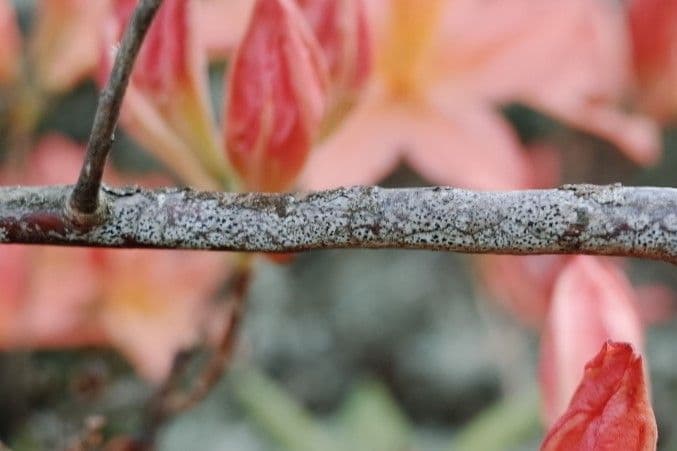 Azalea cinese 19