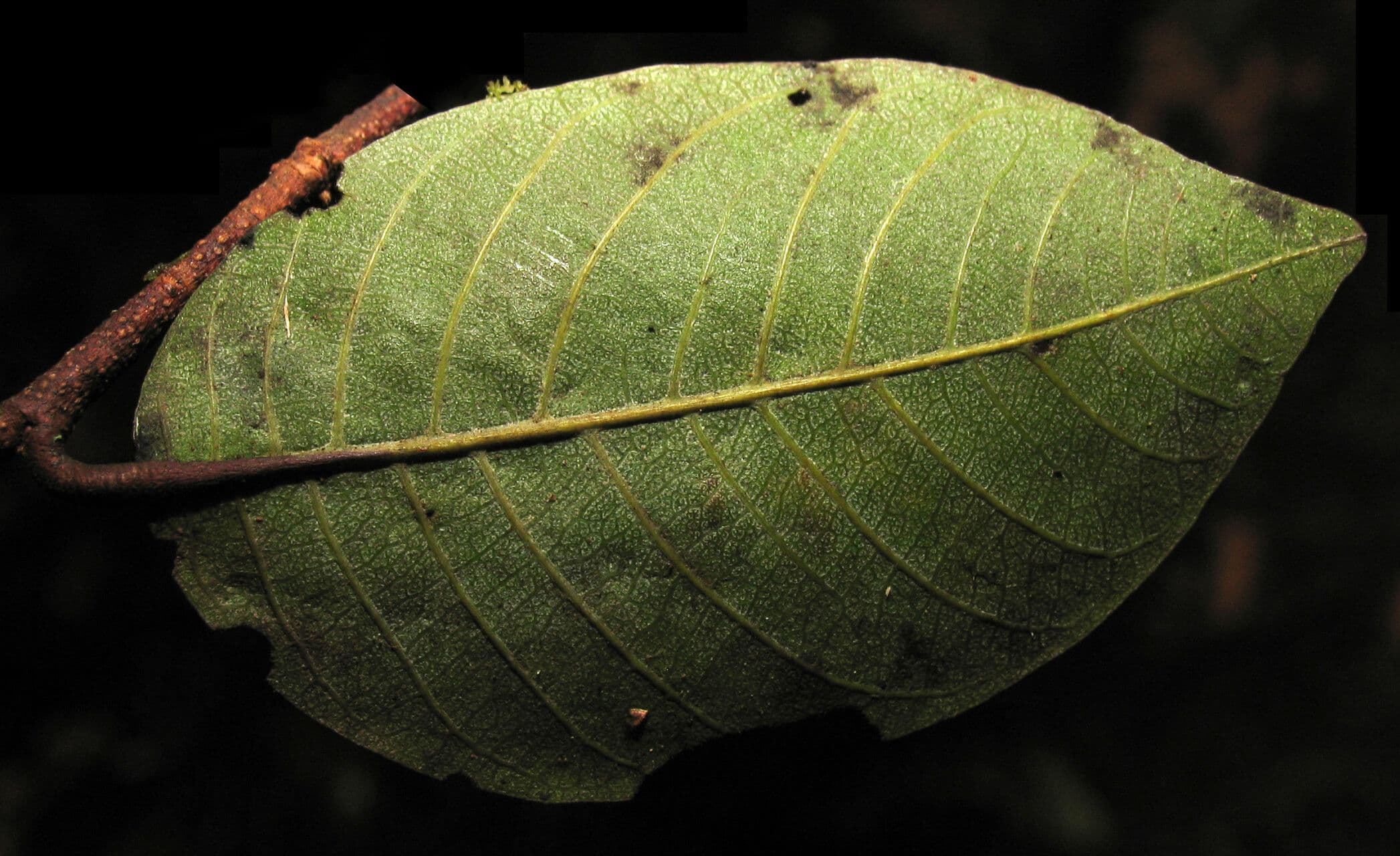 Parinari excelsa 11