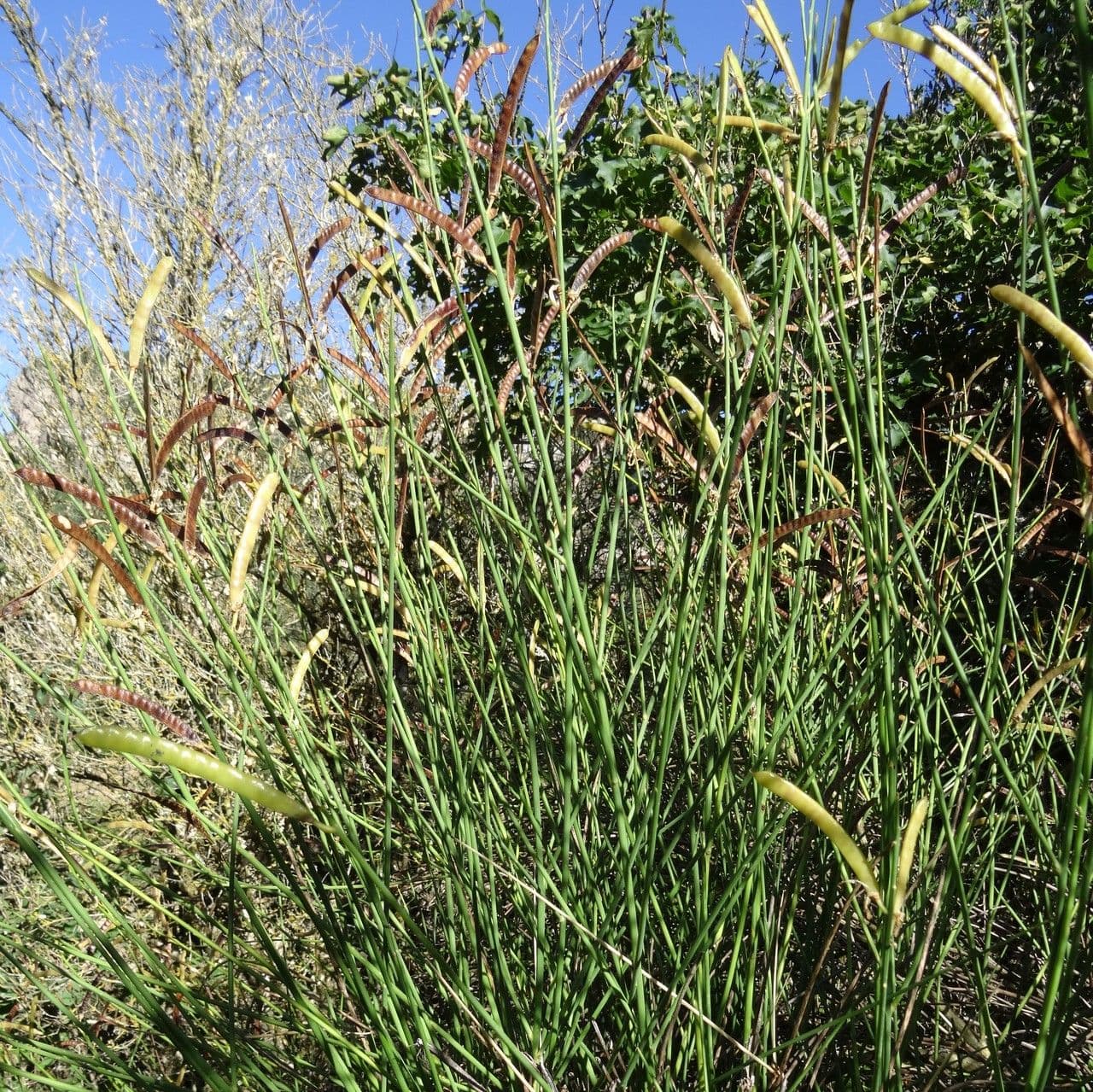 Ginestra odorosa 29
