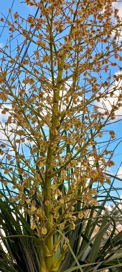 Beaucarnea 2