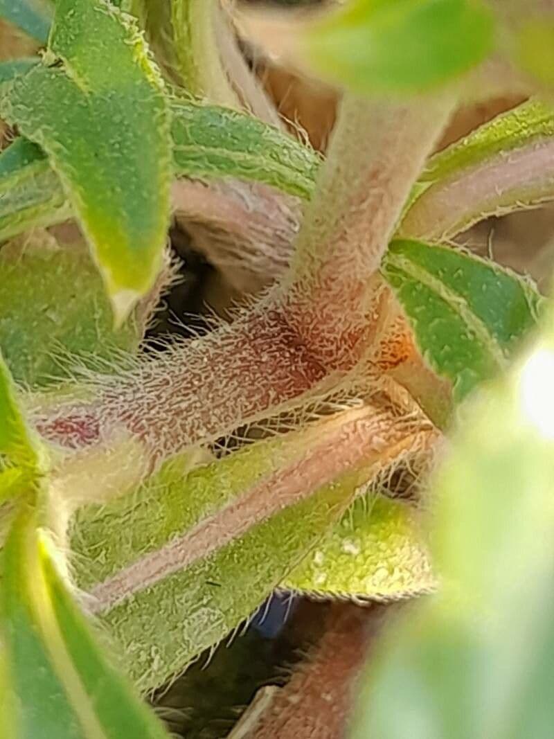 Gomphrena 17