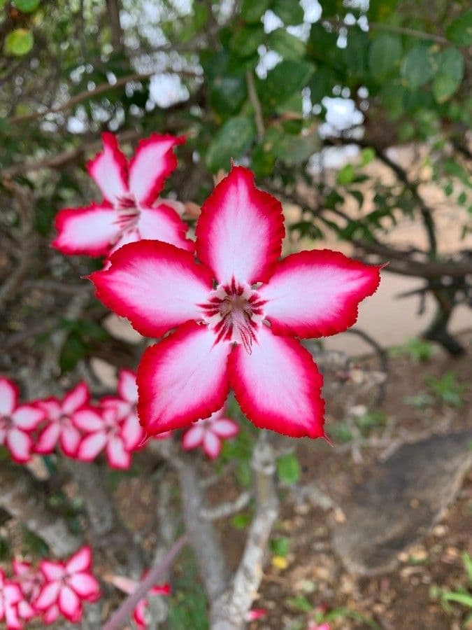 Lilipop impala 4