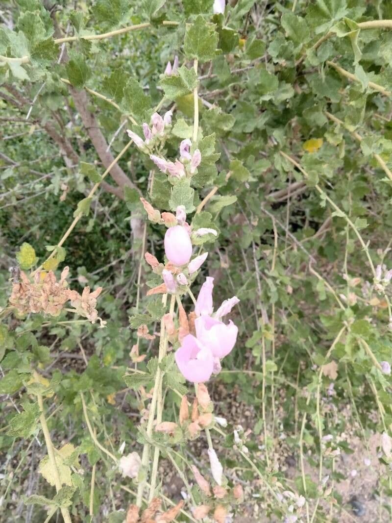 Malacothamnus clementinus