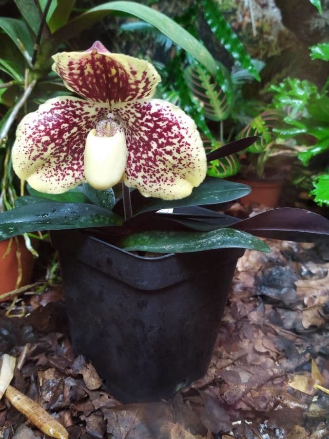 Paphiopedilum monocolore 2