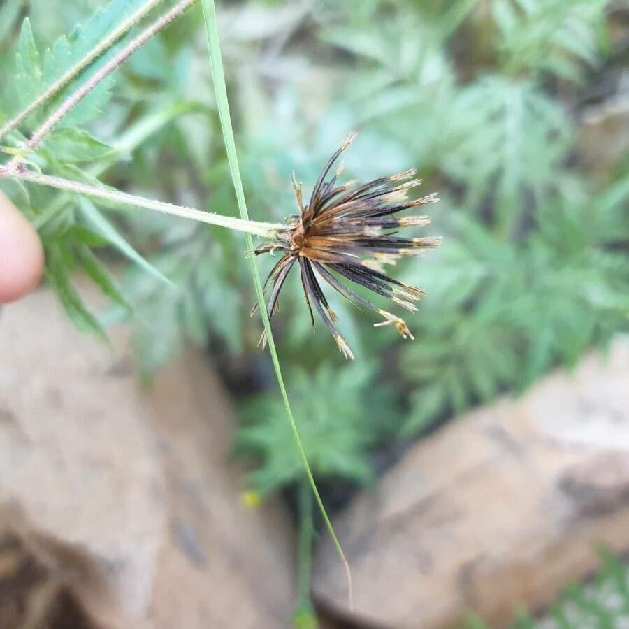 Tagetes minuta 5
