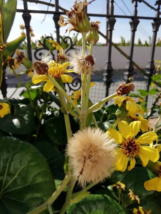 Léopardplant 4