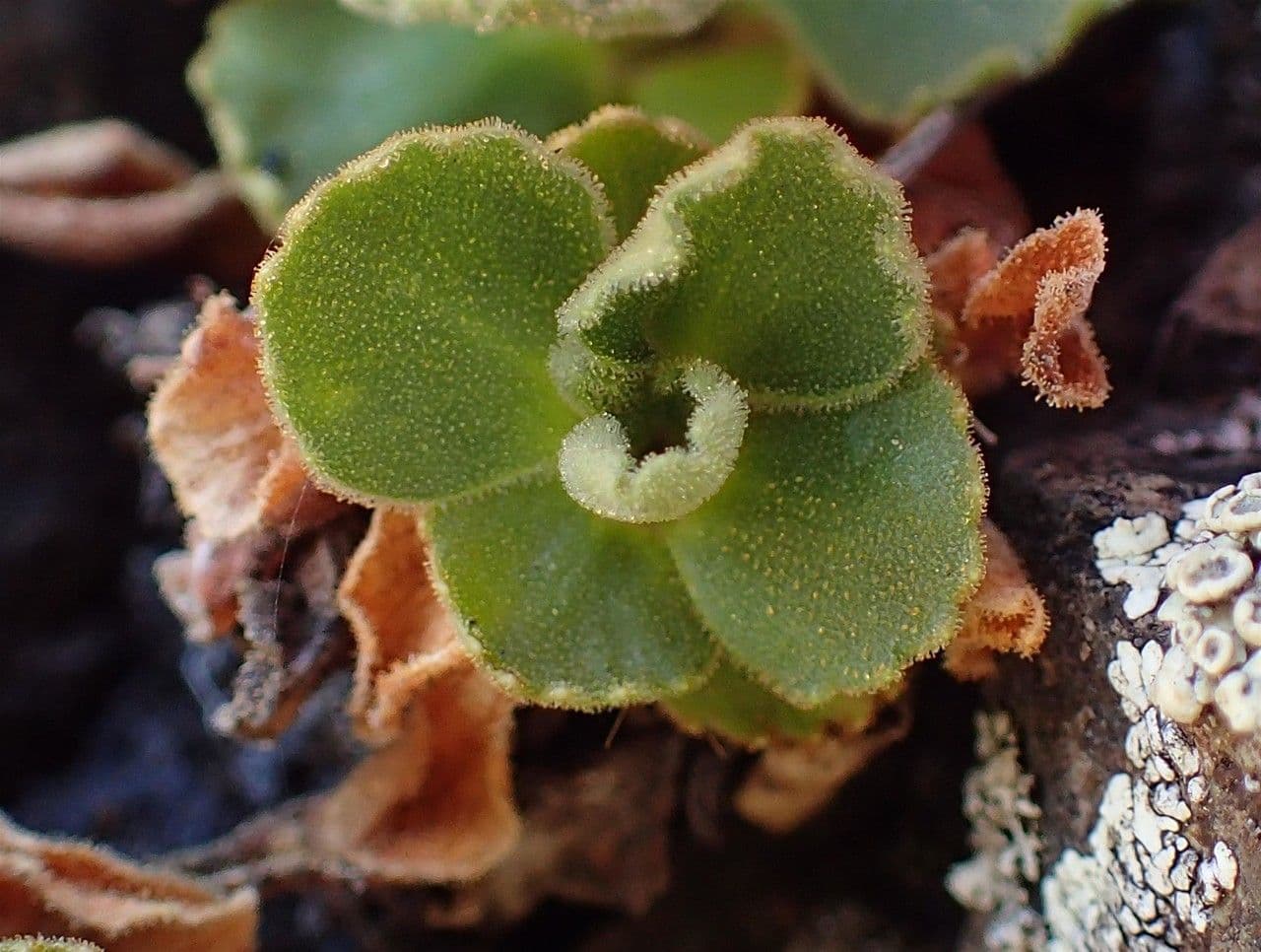 Primula hirsuta 3