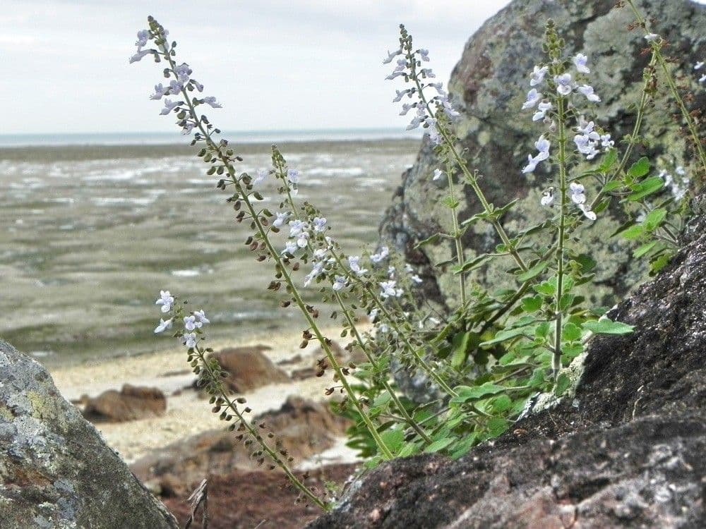Coleus 9