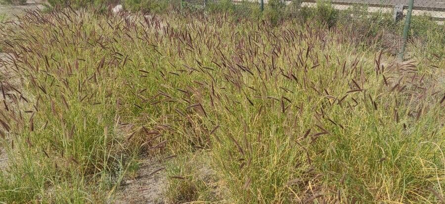 Setaria minore 11
