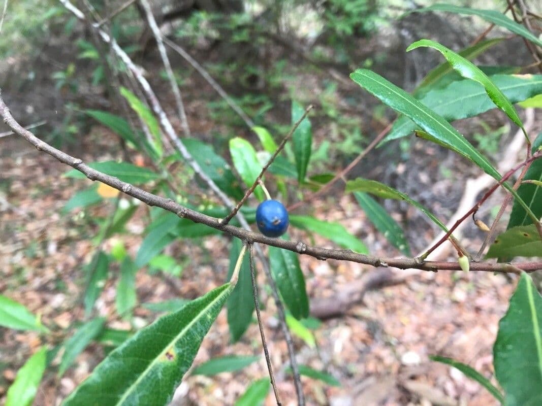 Elaeocarpus reticulatus