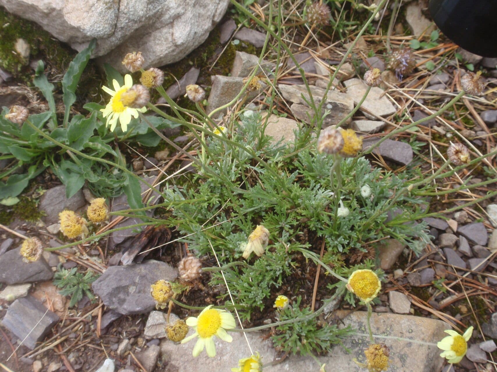 Leucanthemopsis 6