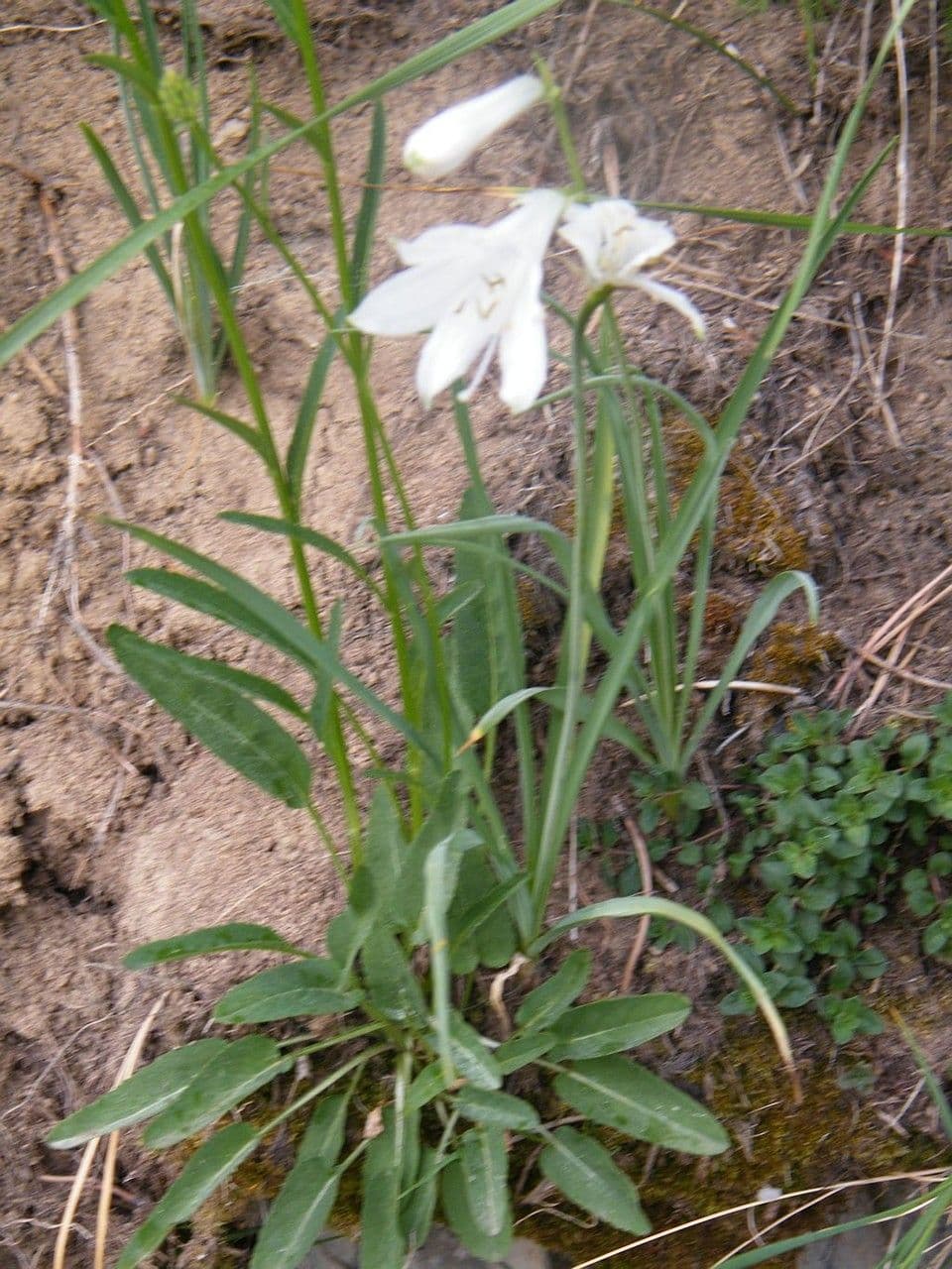 Giglio di monte 19