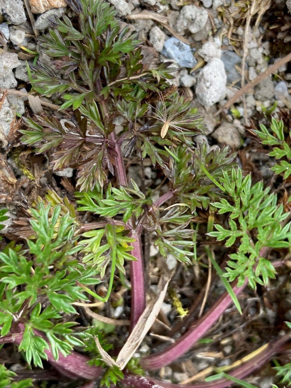 Niphogeton 8