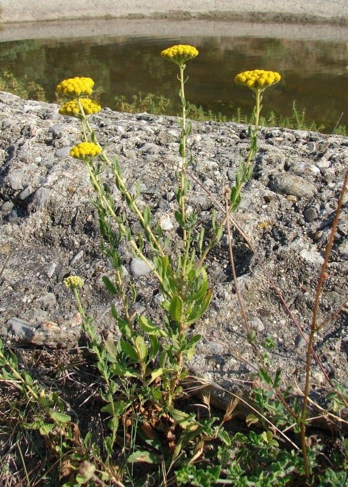 Achillea 12